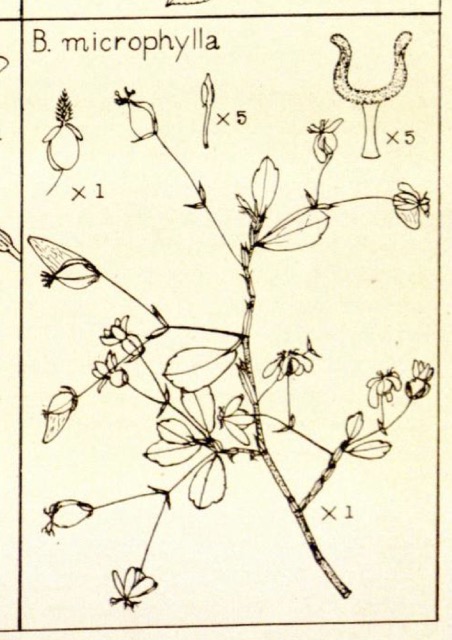 B. microphylla var. microphylla